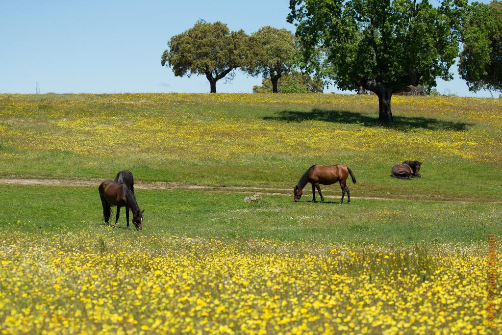 Eco-Lodge En La Reserva Privada Campanarios De Azaba - Proyecto De Conservacion Эспеха Экстерьер фото